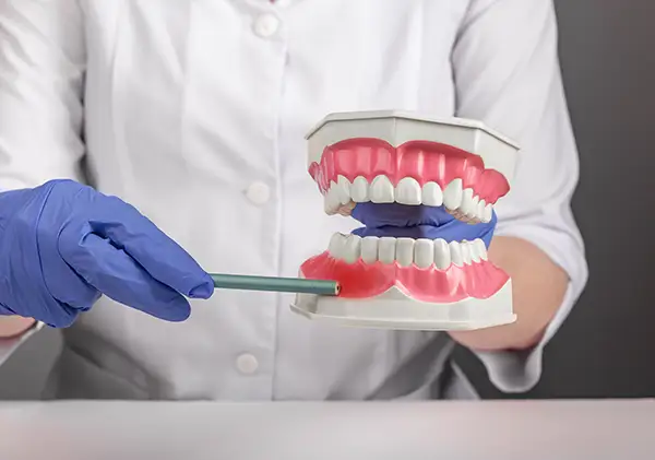 Dentist using their expertise and a gum model to explain periodontal health at Hoffman Dental in Hillsboro, OR